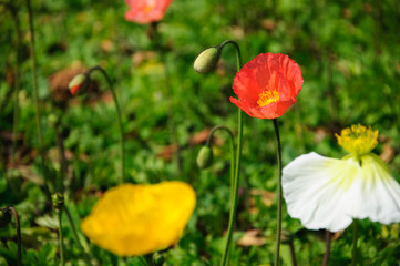 The beautiful blooming Corn poppy flowers in garden
