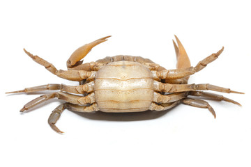 field crab