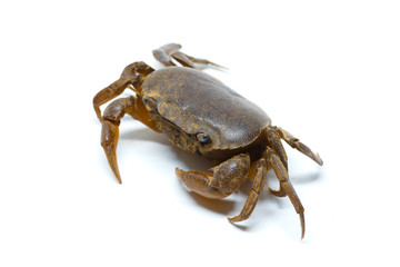 field crab