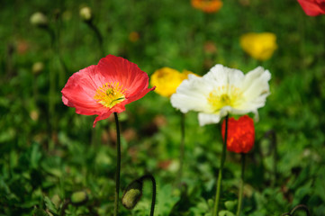 The beautiful blooming Corn poppy flowers in garden
