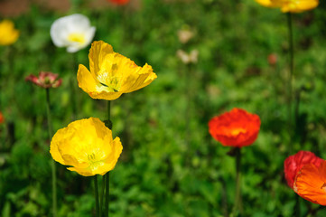 The beautiful blooming Corn poppy flowers in garden
