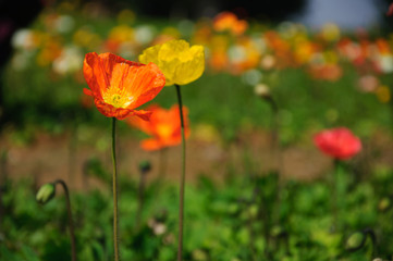 The beautiful blooming Corn poppy flowers in garden
