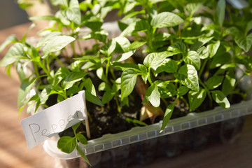 Seedlings on the vegetable tray.