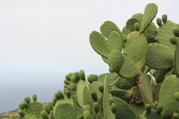 Kaktus mit Kaktusfeigen