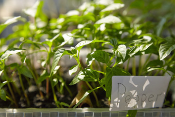 Seedlings on the vegetable tray.