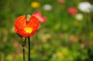 Obraz premium The beautiful blooming Corn poppy flowers in garden 