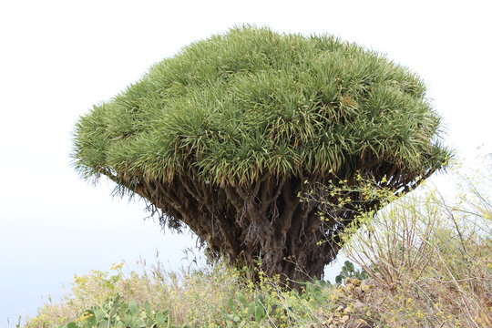 Drachenbaum