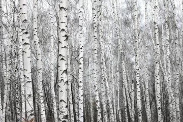 Schilderijen op glas berkenbos, zwart-wit foto © yarbeer
