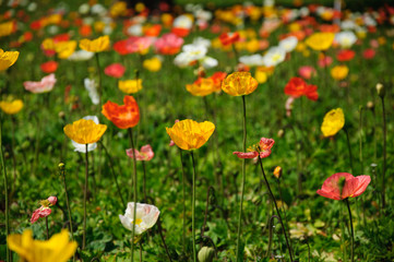 The beautiful blooming Corn poppy flowers in garden
