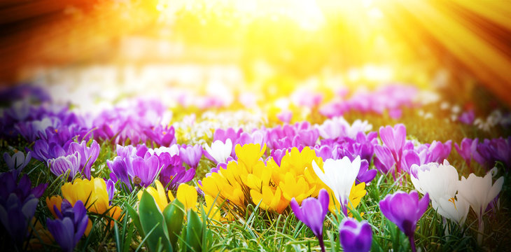 Crocuses in the early spring sun