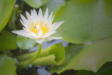the white lotus or water lilies in the pond with the sunlight scene