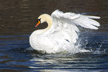 beautiful white swan bathing and playing in the lake pond river. © Yuriy Vahlenko