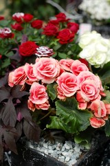 Begonia flowers