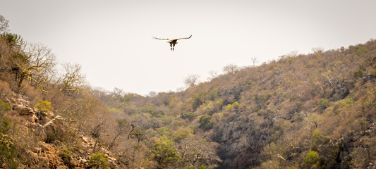 Vulture Soaring
