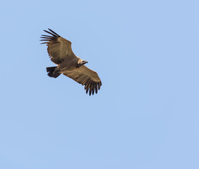 Vulture Flying Overhead