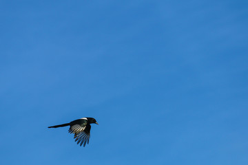 Elster im Flug