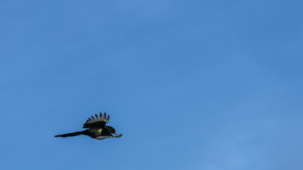 Elster im Flug