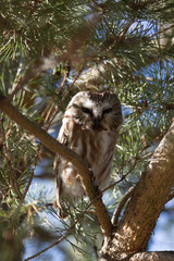 A curious Northern Saw-Whet is perched in an evergreen tree
