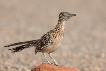 Roadrunner on Rock