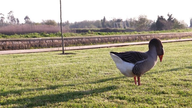 Gray goose standing on green grass.