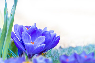 Blaue Krokusse freigestellt