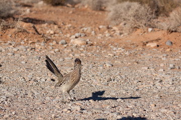 Roadrunner