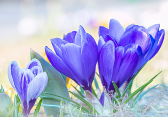 Blaue Krokusse vor hellem Hintergrund