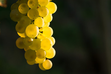 Weinreben 2015