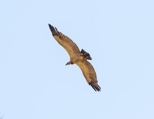 Vulture in Flight