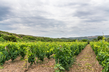 Fototapeta na wymiar The vineyards of Sardinia