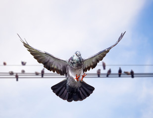 group of domestic pigeon birds survive in the electric cable