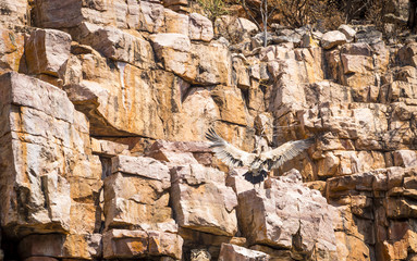 Vulture Landing at Nest