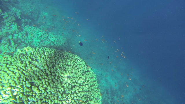 Sea coralreef landscape with a shoal of goldie fish searching for food in the reef (1080p, 25 fps, GoPro 3 Black Edition)