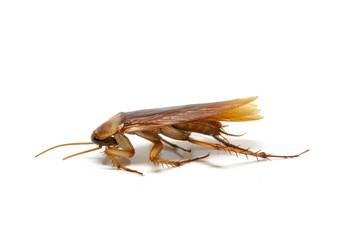 Cockroach on white background