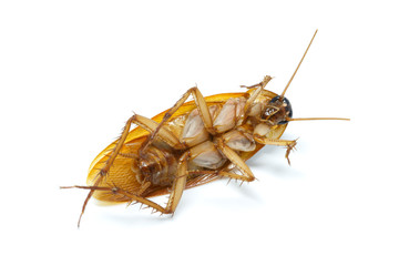 Cockroach on white background