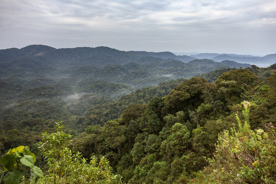 Ruanda yağmur ormanları