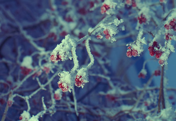 Red berries of viburnum with hoarfrost