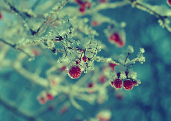 Red berries of viburnum with hoarfrost