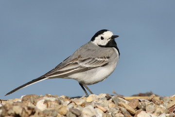 White Wagtail on river, Motacilla alba