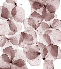 romantic flowers petal close up