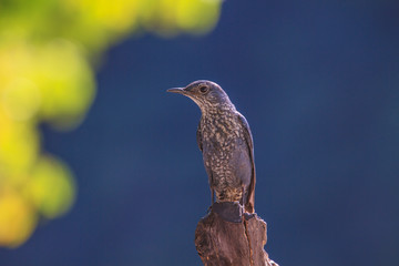 Blue Rock Thrush bird (Monticola solitarius)