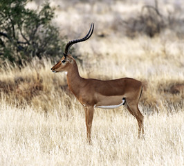 Gazelle Impala in Africa