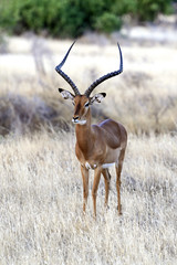 Impala gazelle in Africa
