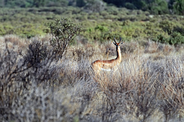 Gerenuk in Africa