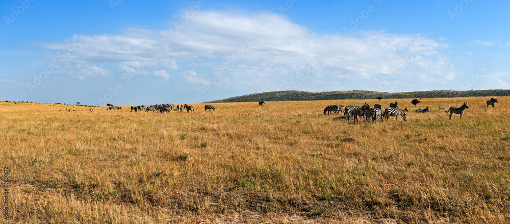 Sticker Zebra in the Masai Mara