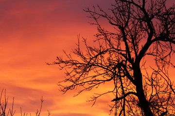 Natural scene with silhouette of tree f focus nagainst sunset light