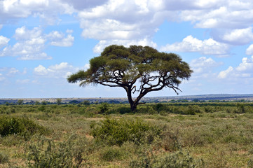 Fototapeta na wymiar Masai Mara savannah