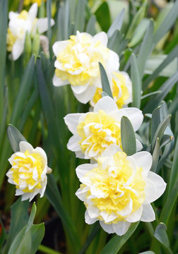 Narcissus flower in the garden