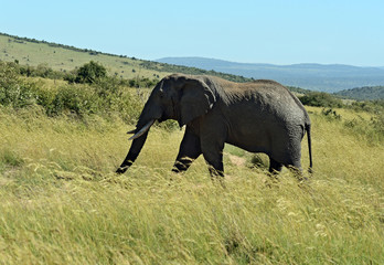 Fototapeta na wymiar Elephants in the savannah