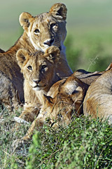 Fototapeta na wymiar Portrait of African lion